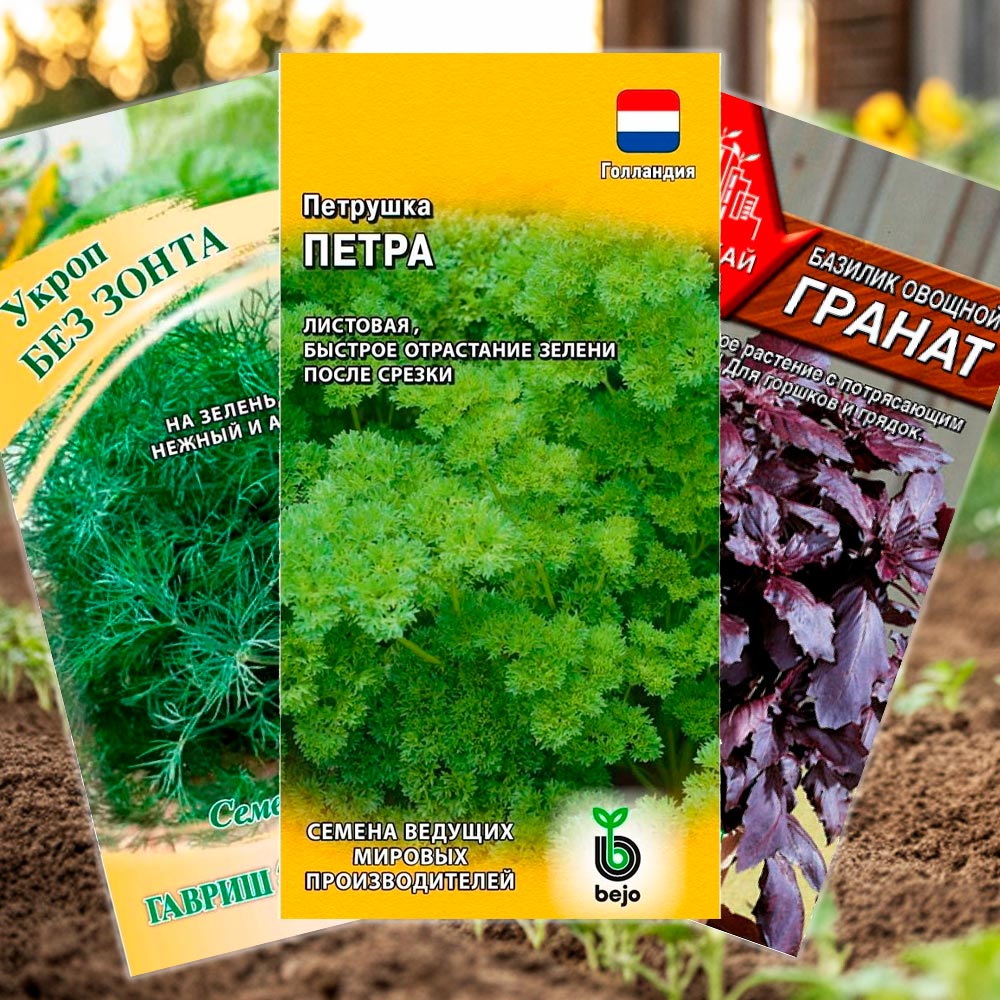 Какую зелень посадить в июне